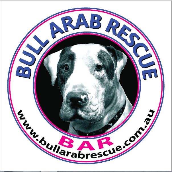 Bull Arab Rescue