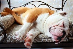 Low maintenance dogs for apartment dwellers