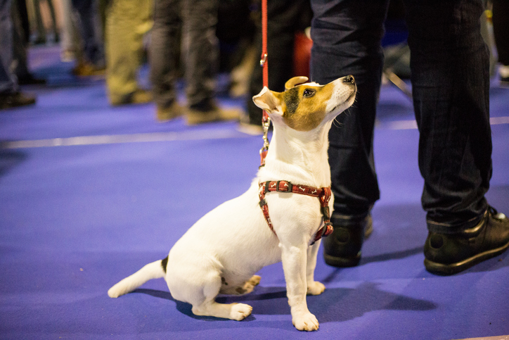 Well trained Jack Russell