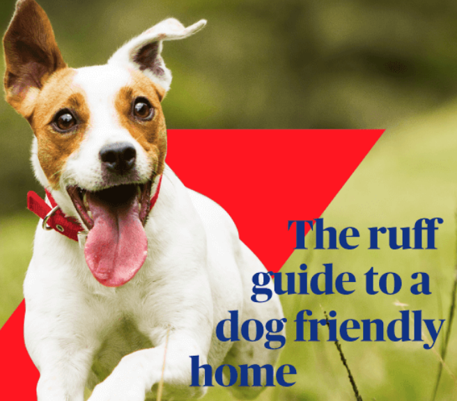 Creating a Dog Friendly Home