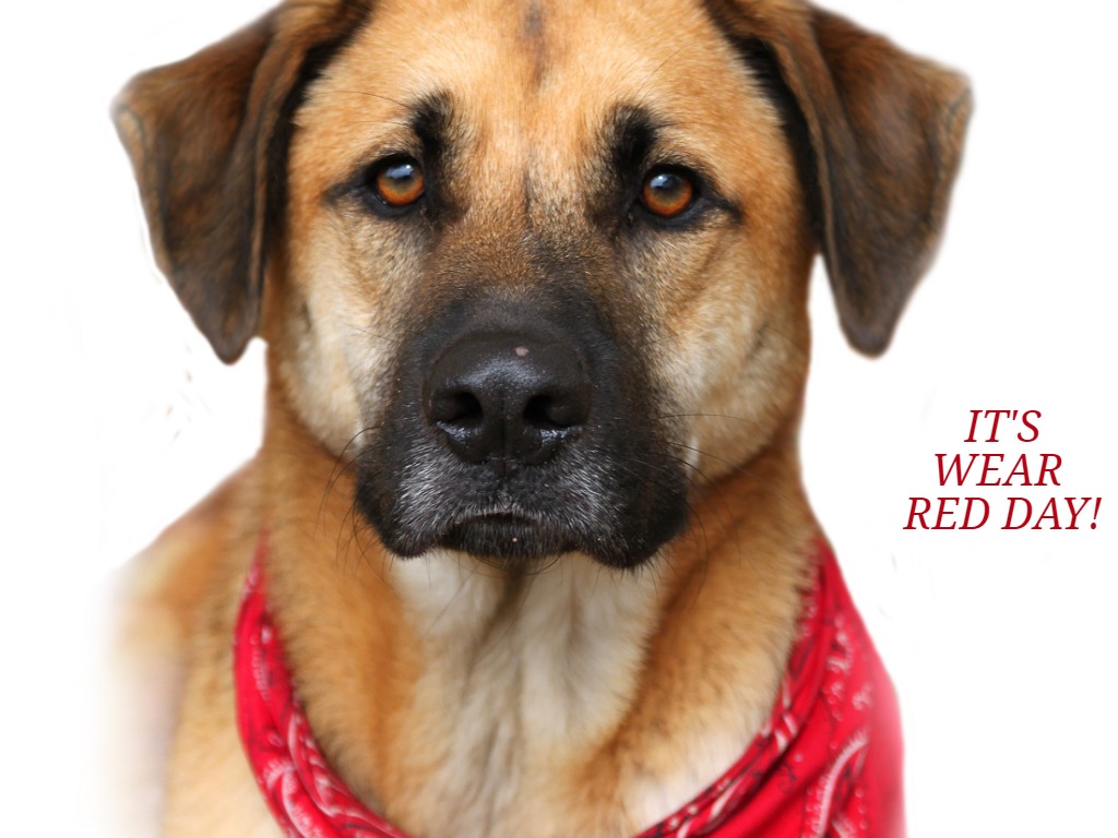 Dog wearing red bandanna