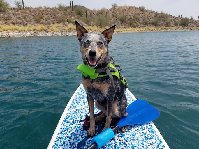 Dog on kayak wearing PFD
