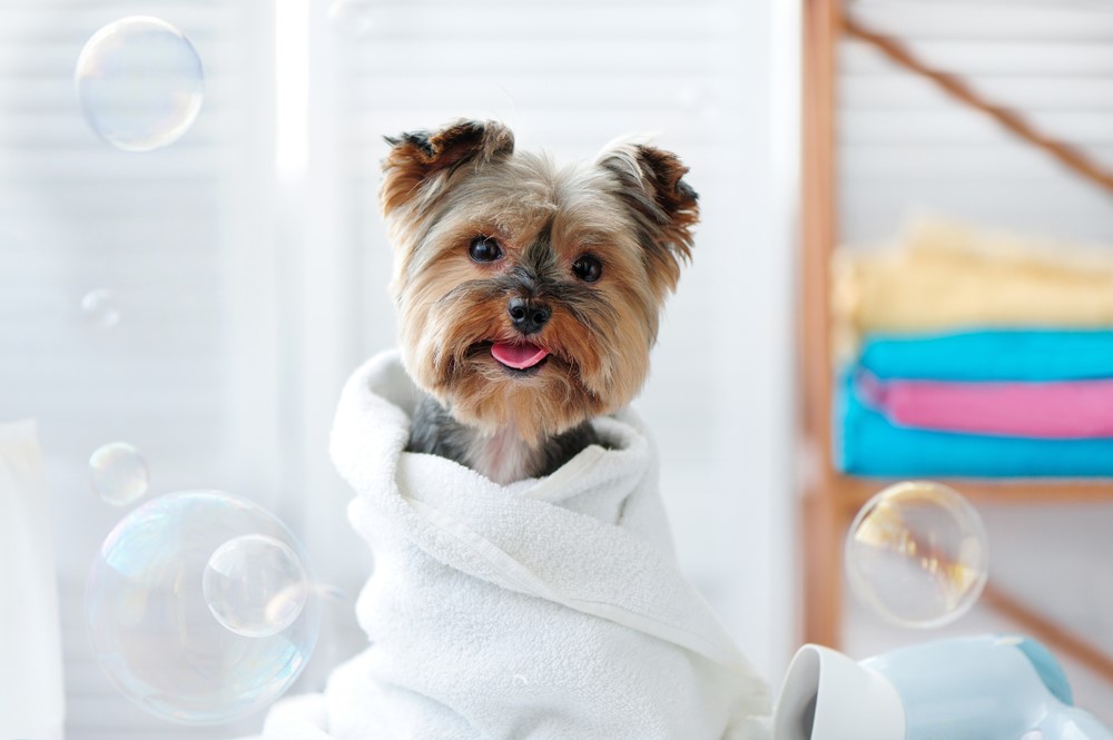 Dog wrapped in towel