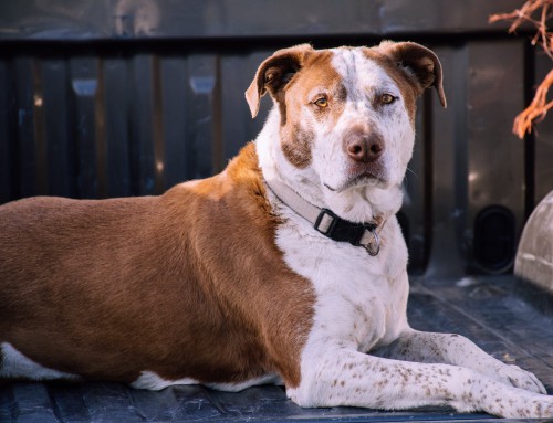 Could a Large Dog be your Ideal Family Pet?