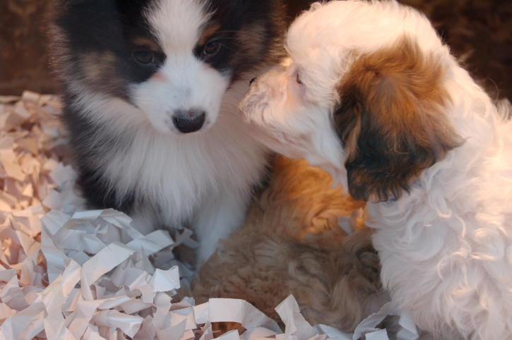 Puppies in Pet Shop