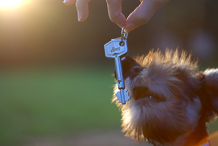 Dog getting key to rental property