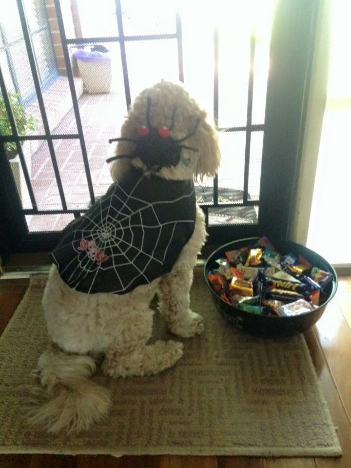 Dog waiting at door Halloween