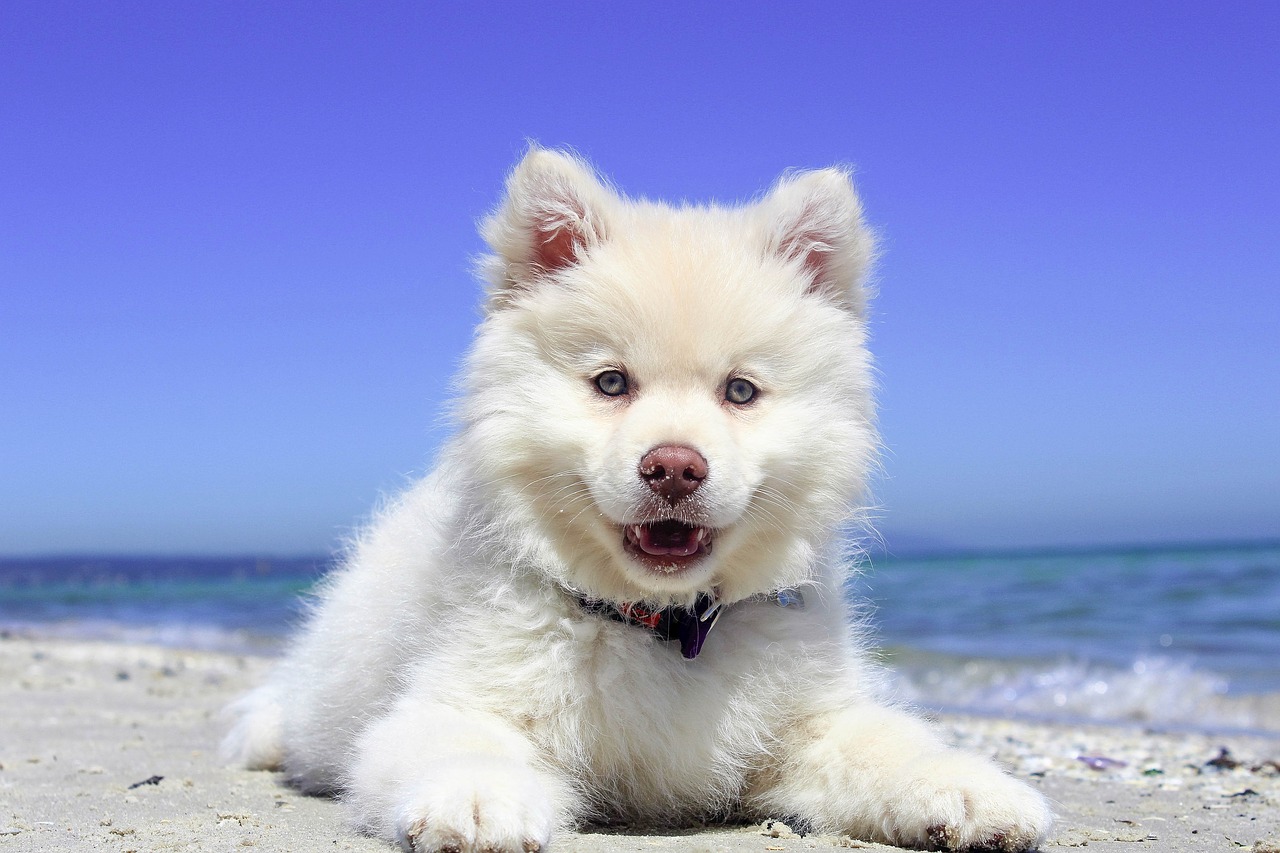 Dog on beach