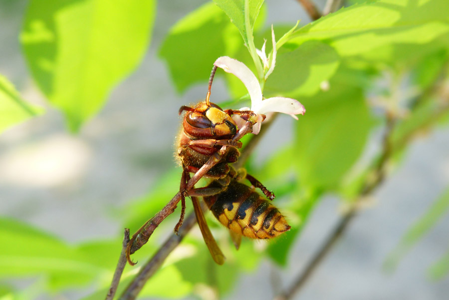 bee on flower