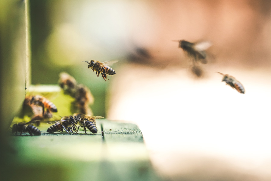 bees flying, bee stings