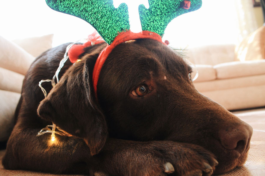 brown dog wearing reindeer ears