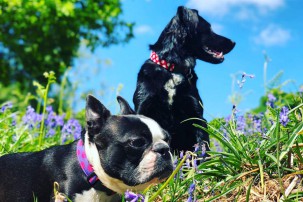two black dogs in flowers, outdoors