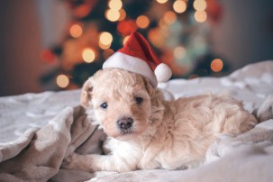 white puppy wearing a Christmas hat, pet safety