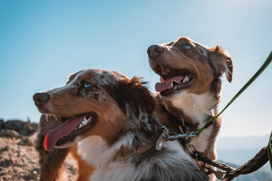 Australian shepherd dog