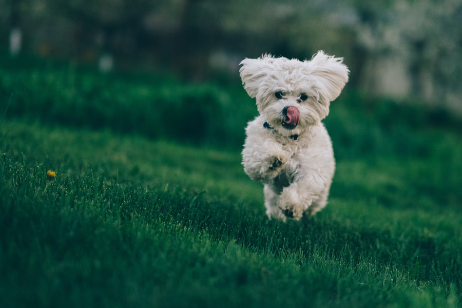 Bichon-frise