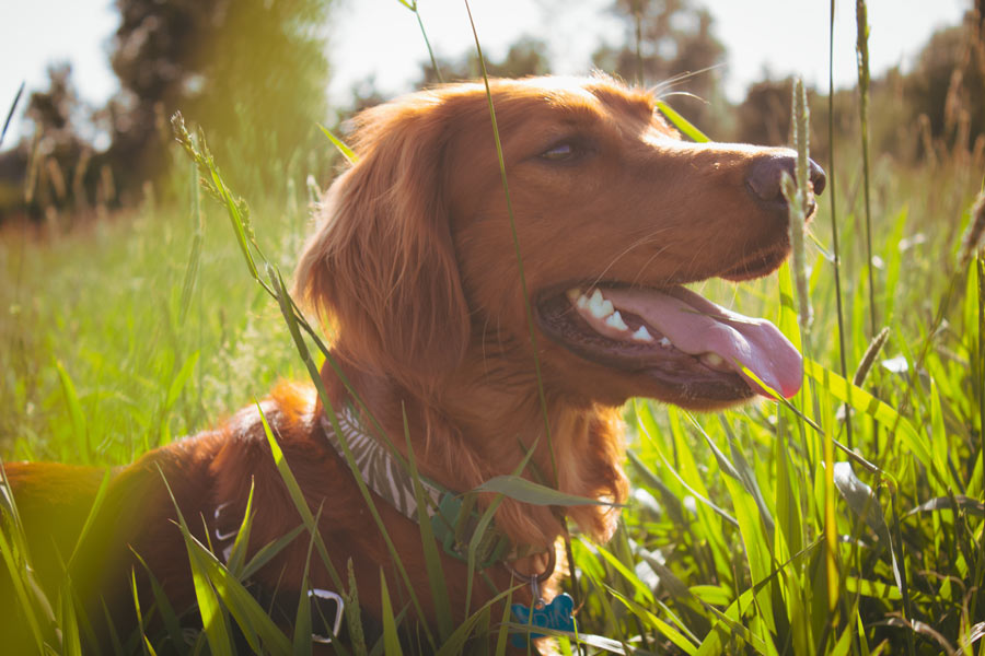 Irish setter, best dogs for kids