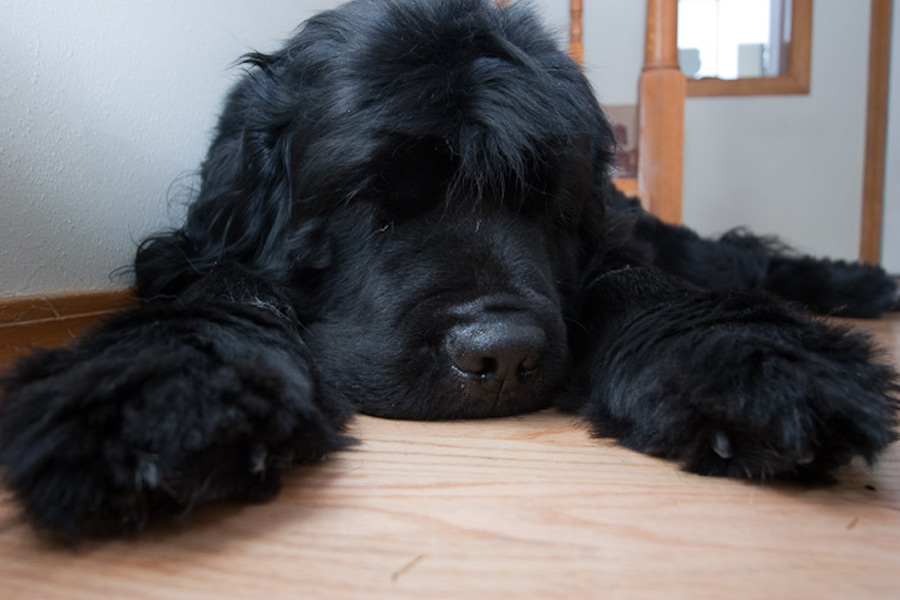 Newfoundland dog