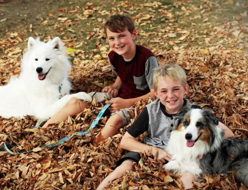 Top 10 best dogs for kids