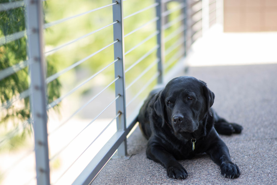 Labrador