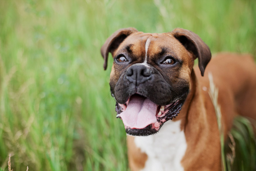 boxer dog in grass