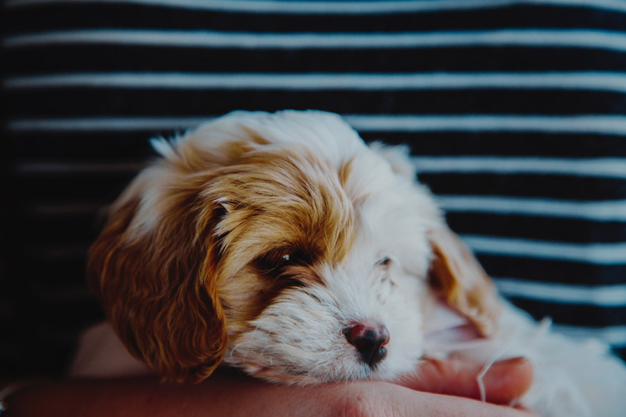cute brown and white puppy lying down