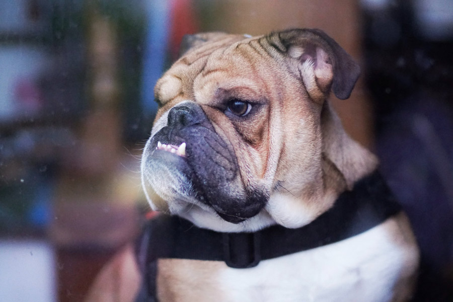 bulldog