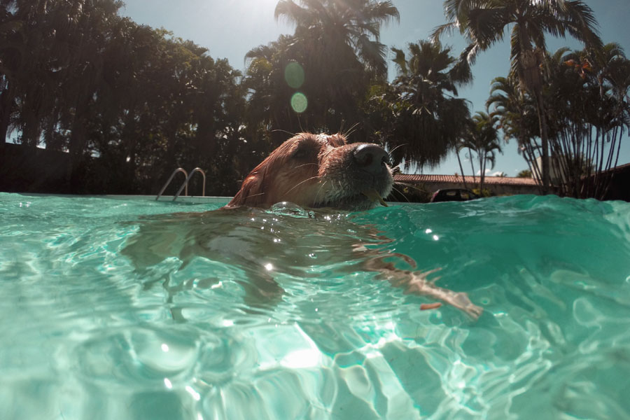 dog in swimming pool
