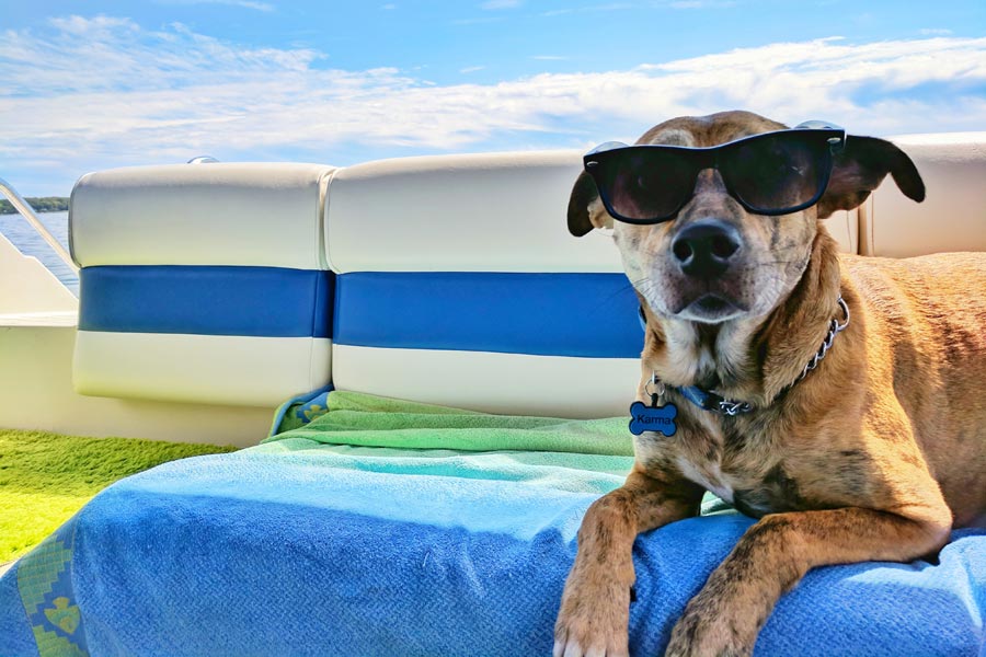 dog in sunglasses