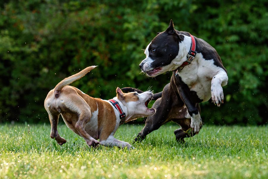 dogs biting, playing outdoors