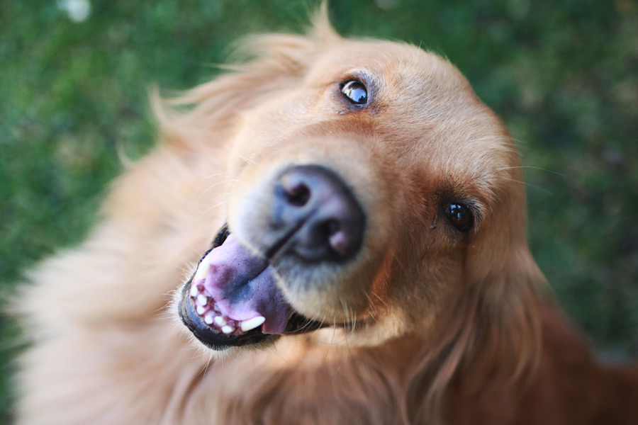 retriever