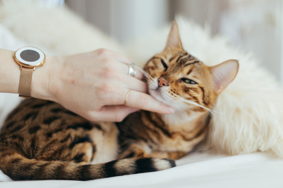 tabby cat being tickled under the chin