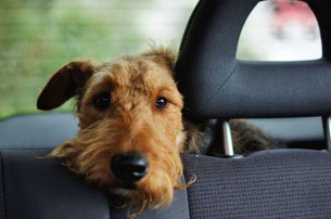 pet travel safety, dog in backseat of a car