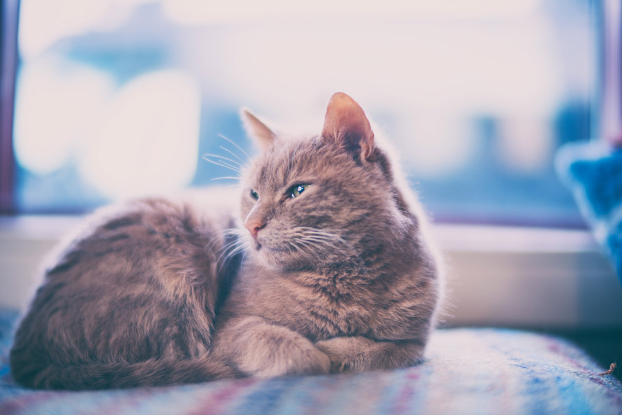cat on bed