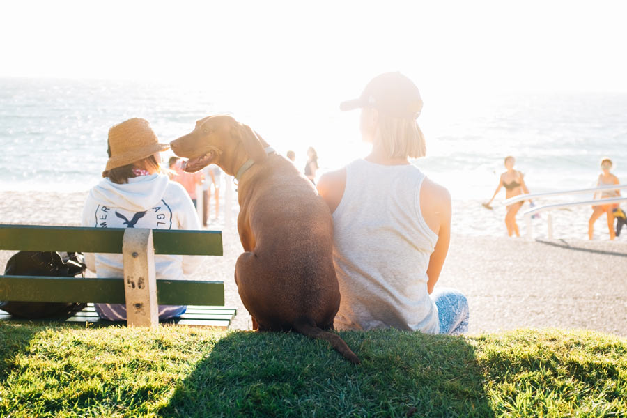 large dog sat by owner at beach, pet health insurance