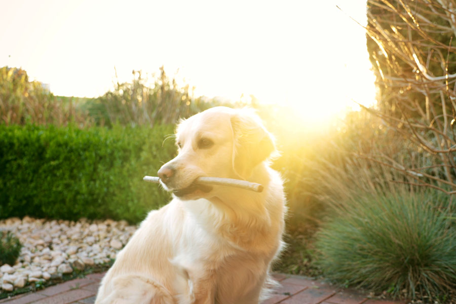 golden retriever outside holding stick