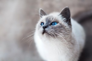 grey and white cat