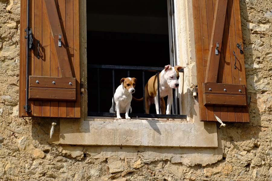Jack russell and bulldog on balcony