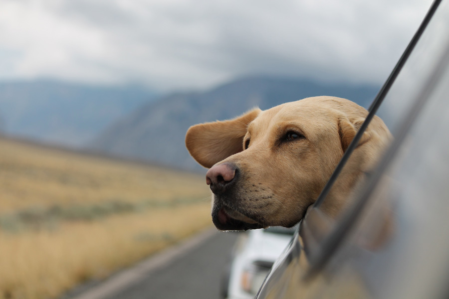 labrador head sticking out of car window