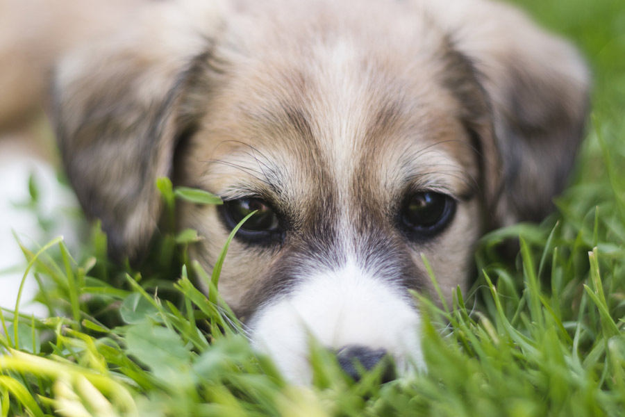 grey puppy lying in grass