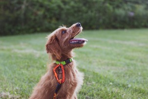 scruffy brown dog sitting on grass