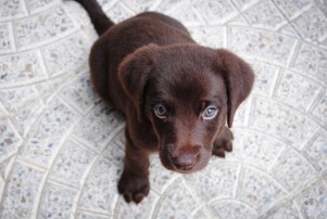 brown short-coated puppy looking up