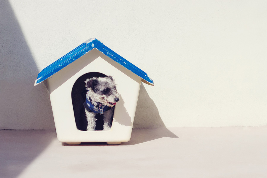 dog in dog house