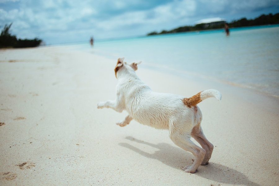 pet on holidays, terrier on white sandy beach