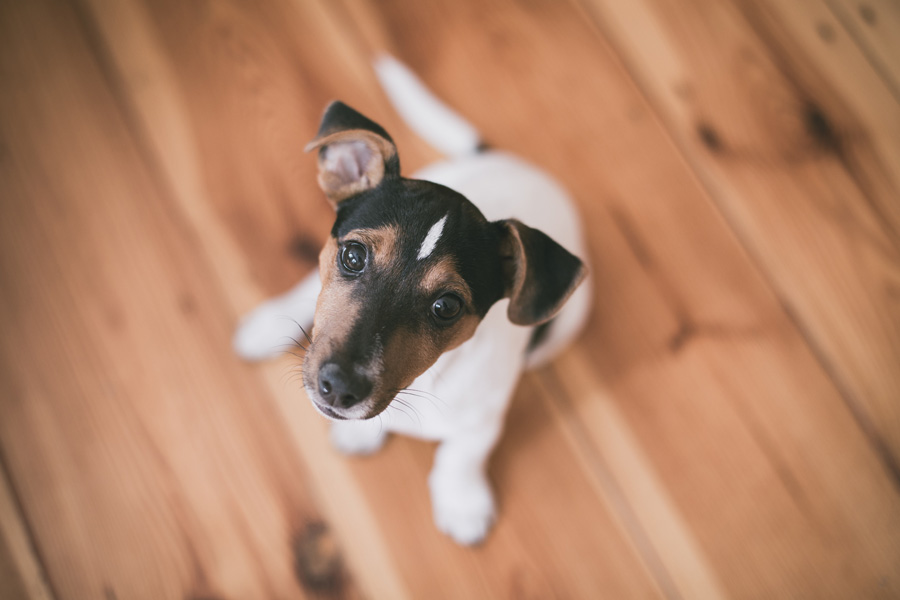 terrier puppy sitting on floor