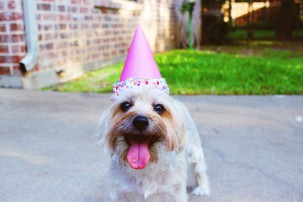 white dog wearing pink party hat