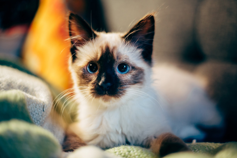 blue-eyed cat sitting on sofa