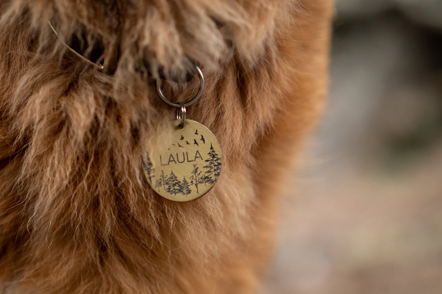 brown dog wearing name tag, dog names