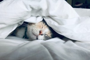 cat sleeping under the doona