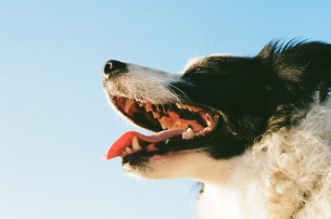 close-up dogs mouth