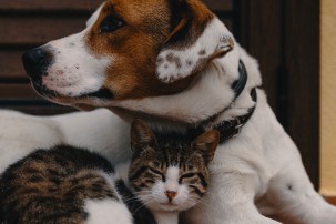 dog and cat sitting together